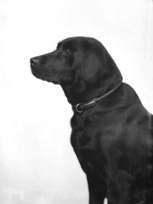 Miss Shaw-Stewart's dog. November 1929. 