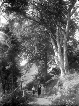 Outdoor stroll in the Scottish Highlands woods, May 1930. * 