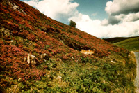 Hills of heather. (Courtesy James S Nairn Colour Collection). ~ *