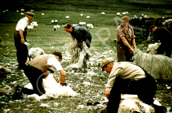 Sheep shearing. (Courtesy James S Nairn Colour Collection). ~ *